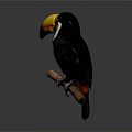 Toucan With Large Colorful Beak Perched On Branch Black White Plumage Vibrant Eye Area