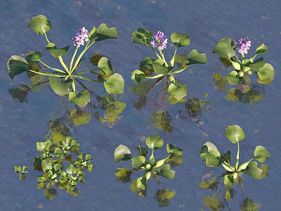 Aquatic Plants With Green Leaves And Purple Flowers Floating On Water Surface 3d model