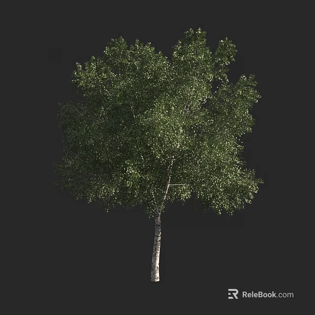 Tall Deciduous Tree With Lush Green Foliage And Smooth White Trunk In Natural Setting 3d model 