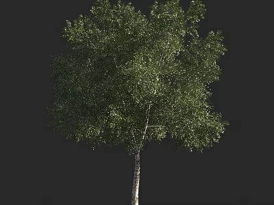 Tall Deciduous Tree With Lush Green Foliage And Smooth White Trunk In Natural Setting 3d model