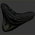 Prehistoric Shark Giant Tooth Fossil With Natural Texture And Ancient Features