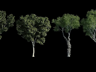 Various Tall Trees Displaying Lush Green Foliage and Distinct Trunk Shapes 3d model