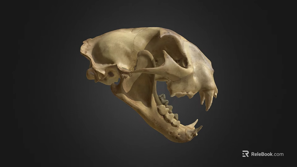 Detailed Big Cat Skull With Sharp Teeth And Bone Structure On Black Background 3d model