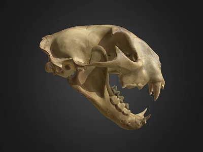 Detailed Big Cat Skull With Sharp Teeth And Bone Structure On Black Background 3d model
