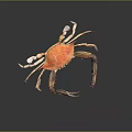 Orange and Brown Crab With Large Claws Long Legs And Reflection On Dark Background