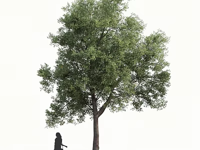 Tall Arbor With Lush Green Foliage And Person Standing Under 3d model
