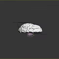 head structure head planer face human head planer face human brain planer face head structure brain structure human head structure 3d model
