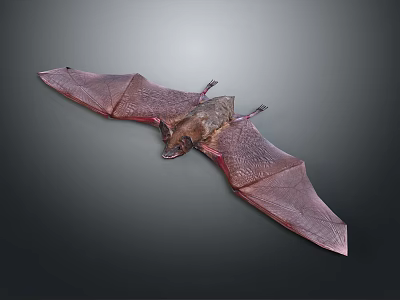 Detailed Bat With Spread Wings In Natural Pose On Gray Background 3d model
