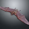 Detailed Bat With Spread Wings In Natural Pose On Gray Background 3d model