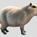 Capybara Reptile With Thick Brown Fur And Short Legs Standing On Gray Background