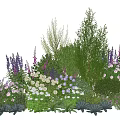 Colorful Garden Plant Combination With Purple White Flowers Green Shrubs And Herbs