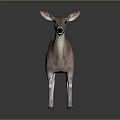 Realistic 3D Deer Model With Brown Body White Legs Standing On Dark Background
