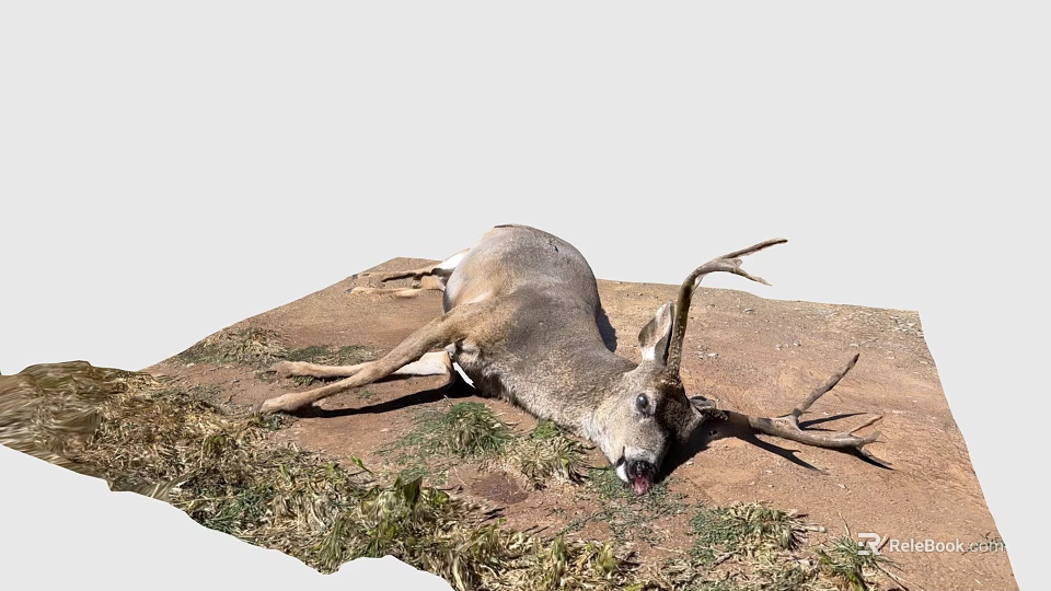 Dead Deer With Large Antlers Lying On Ground With Grass And Dirt 3d model 