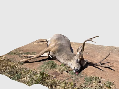 Dead Deer With Large Antlers Lying On Ground With Grass And Dirt 3d model