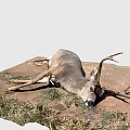 Dead Deer With Large Antlers Lying On Ground With Grass And Dirt