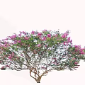 Vibrant Flowering Tree with Pink Blossoms Lush Green Foliage and Branched Trunk