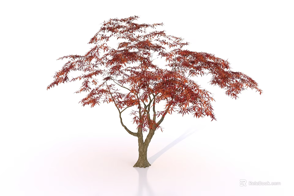 Graceful Deciduous Arbor with Vibrant Red Leaves and Brown Trunk 3d model 