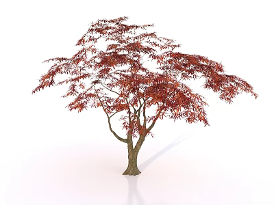 Graceful Deciduous Arbor with Vibrant Red Leaves and Brown Trunk 3d model