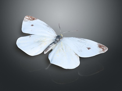 Modern Butterfly Colored Butterfly Tiger Spot Butterfly 3d model