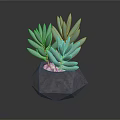 Green Succulent Plant in Geometric Gray Pot with Small Pebbles on Black Background