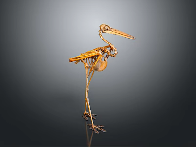 Detailed Animal Skeleton of Bird in Standing Pose with Long Beak and Legs 3d model