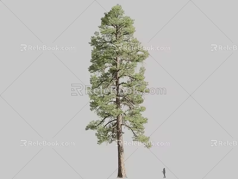 Pinus chinensis West Pinus chinensis pine conifer tip tree 3d model