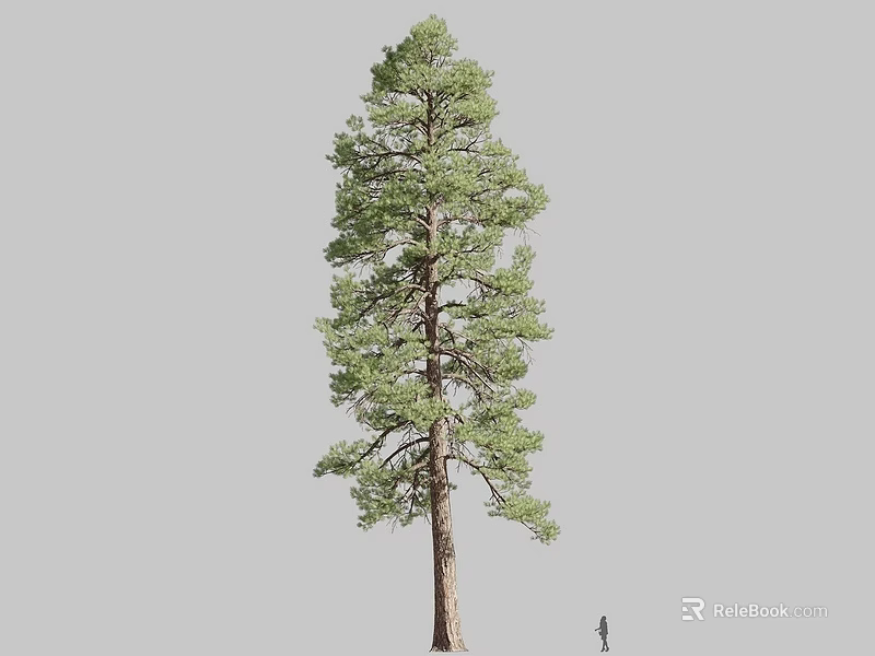 Tall Green Foliage Tree With Brown Trunk And Human Figure For Scale 3d model 