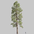 Pinus chinensis West Pinus chinensis pine conifer tip tree 3d model
