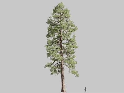 Tall Green Foliage Tree With Brown Trunk And Human Figure For Scale 3d model
