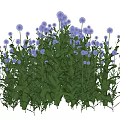 Lush Flower Bush With Green Leaves And Purple Blooms In Garden