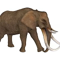 Brown African Elephant With Long White Tusks Walking On White Background