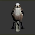 Fluffy White Pink And Black Bird With Orange Eyes Standing On Dark Surface
