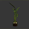 Small Bamboo Plant with Green Leaves in Owl Shaped Decorative Pot
