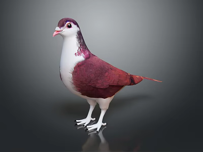 Red and White Pigeon Standing on Shiny Black Surface with Detailed Feathers 3d model