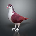 Red and White Pigeon Standing on Shiny Black Surface with Detailed Feathers