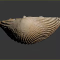Aquatic Animals Natural Shell with Smooth Surface and Ocean Creature Inspired Design 3d model