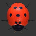 Detailed View Of Red Ladybug With Black Spots And Shiny Body
