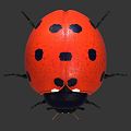 Modern ladybug ladybug insect 3d model