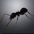 Detailed 3D Rendered Ant With Dark Red Black Body And Long Antennae