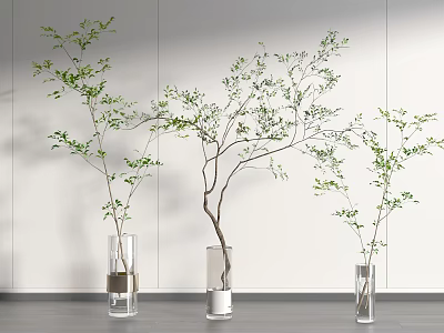Transparent Glass Vases With Green Leafy Branches Against White Wall And Gray Floor 3d model
