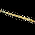Long Bodied Centipede With Numerous Legs Segmented Body And Brown Head On Black Background