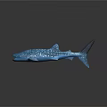 Blue Whale Shark with White Spots on Dark Background and Reflection 3d model