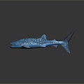 Modern Whale Cartoon Whale Mammal Marine Mammal 3d model