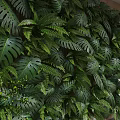 Natural Living Plant Wall With Monstera Leaves Ferns And Wooden Elements