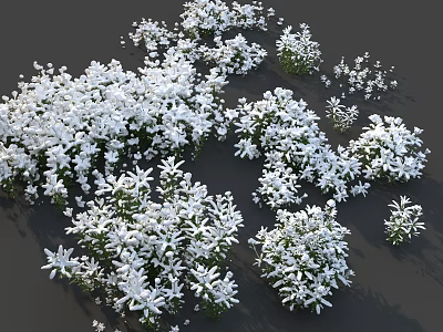 White Small Flowers in Dense Clusters Growing Together on Dark Background 3d model