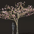 Beautiful Tree With Pink Blossoms And Person Wearing Hat Standing Below