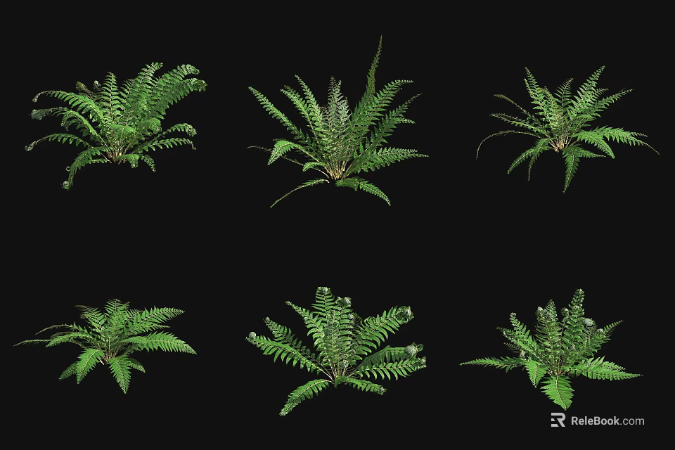 Green Fern Shrubs With Various Leaf Shapes For Decorative Design Use 3d model 