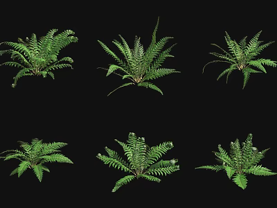Green Fern Shrubs With Various Leaf Shapes For Decorative Design Use 3d model
