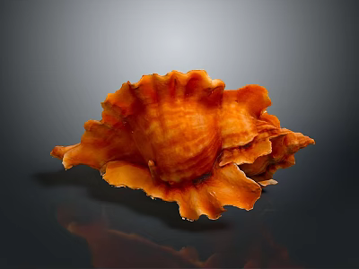 Orange Conch With Flower Like Shell And Glossy Surface On Gray Background With Reflection 3d model