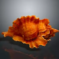 Orange Conch With Flower Like Shell And Glossy Surface On Gray Background With Reflection
